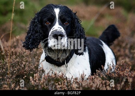 English springer spaniel dog standing in heather Stock Photo