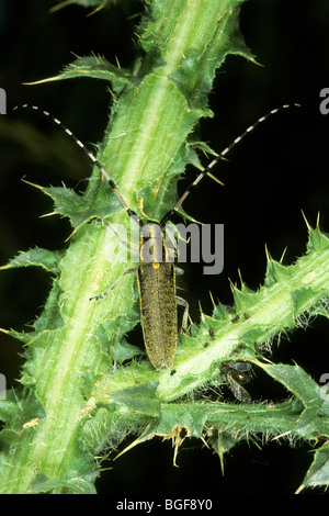 Golden-bloomed Grey Longhorn (Agapanthia villosoviridescens) on a thistle. Stock Photo