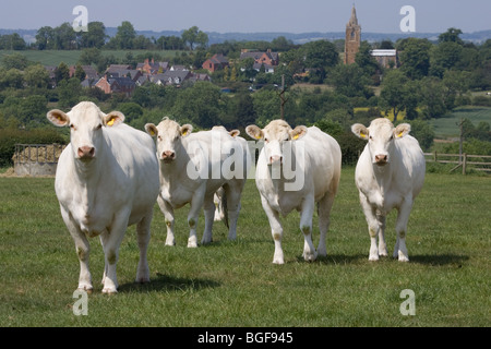 British Charolais Cattle In A Field Stock Photo