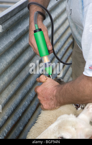 A Shepherd worming sheep Stock Photo