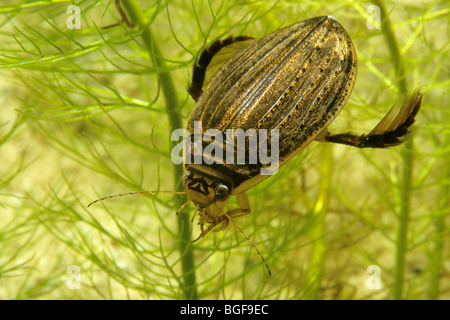 Common Pond Beetle (Acilius sulcatus), female. Stock Photo