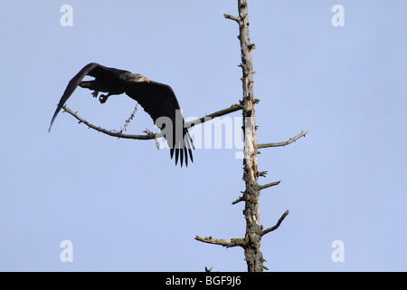 Juvenile Bald Eagle in-flight Stock Photo