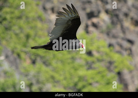 Turkey Vulture in-flight Stock Photo