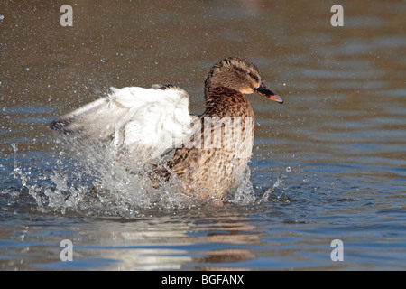 Female mallard duck flapping its wings Stock Photo