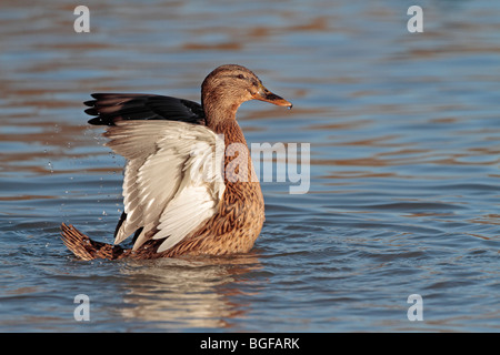 Female mallard duck flapping its wings Stock Photo