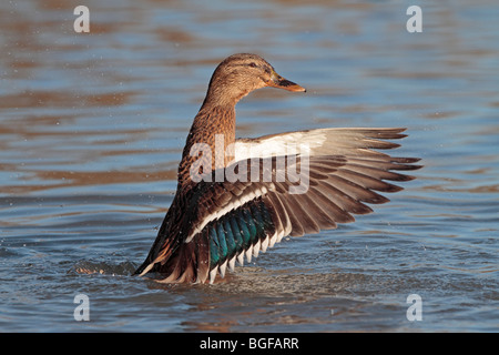 Female mallard duck flapping its wings Stock Photo