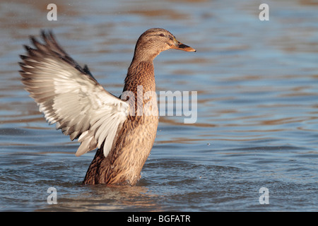 Female mallard duck flapping its wings Stock Photo