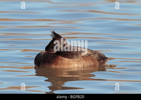 Female Tufted Duck Stock Photo