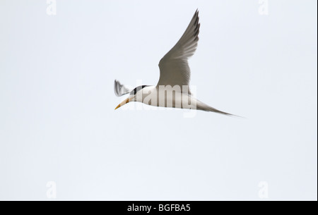 crested tern in flight Stock Photo
