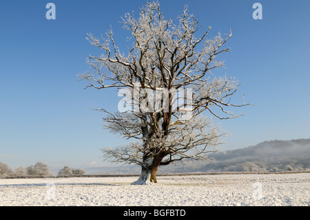 Snow covered mature oak tree in early morning mist Dryslwyn Carmarthenshire Wales Cymru UK GB Stock Photo