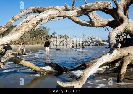 Person walking on Driftwood Beach - Jekyll Island, Georgia USA Stock Photo