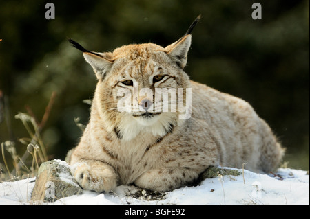 Siberian lynx (Lynx lynx wrangeli)- captive in winter habitat, Bozeman, Montana, USA Stock Photo