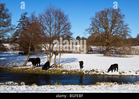 Aberdeen Angus cattle in field of snow Hertfordshire England UK Stock Photo