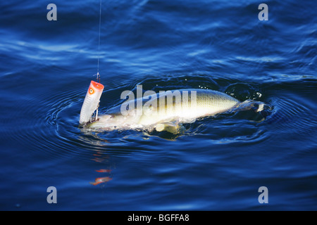 Large mouth bass chugger spook hi-res stock photography and