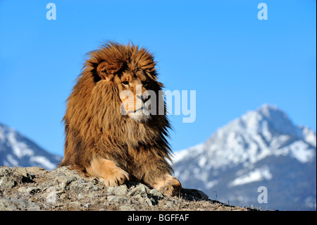 Barbary Lion (Panthera leo leo) - extirpated, captive, Bozeman, Montana, USA Stock Photo