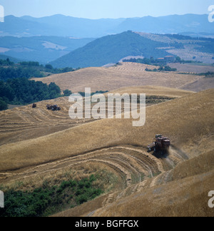 Fiat tilting table combine harvesting wheat on steep slopes in Tuscany, Italy Stock Photo
