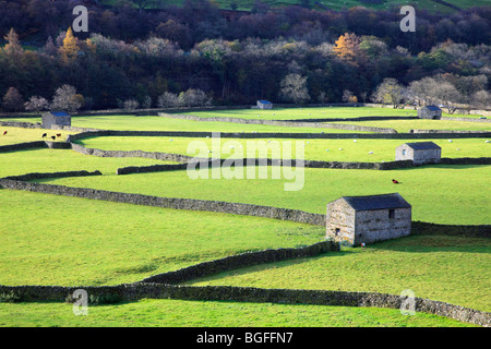 Diagonal walls divide green fields near Gunnerside, Swaledale in the Yorkshire Dales National Park Stock Photo