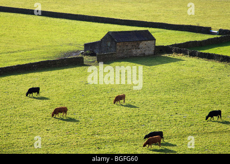 Diagonal walls divide green fields near Gunnerside, Swaledale in the Yorkshire Dales National Park Stock Photo