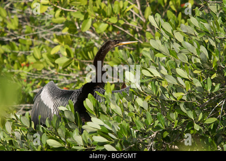 Merritt Island anhinga sunning itself in Florida foliage Stock Photo