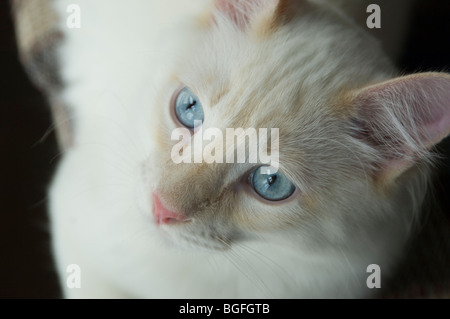 White cat looking up intently at something beyond the camera. Stock Photo