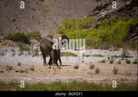 Desert adapted elephants in the Hourasib river valley, Namibia. Stock Photo
