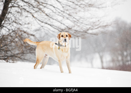 Yellow Labrador Retriever (male), standing in snow.  Winnipeg, Manitoba, Canada. Stock Photo