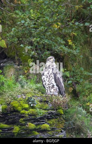 Immature Bald Eagle Haliaeetus leucocephalus resting on cliff ledge at Hallo Bay, Alaska in September. Stock Photo