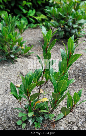 Bay laurel / Bay tree / True laurel / Sweet bay / Laurel tree (Laurus nobilis) in kitchen garden Stock Photo