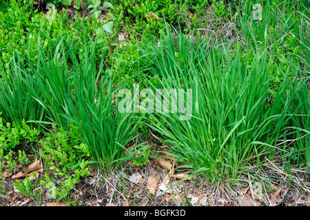 Hare's-tail Cottongrass / Tussock Cottongrass / Sheathed Cottonsedge (Eriophorum vaginatum) in spring Stock Photo