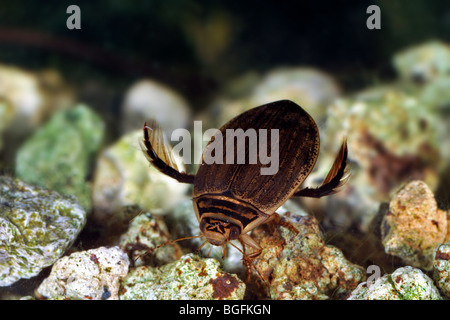 Lesser diving beetle / Grooved diving beetle (Acilius sulcatus) swimming underwater Stock Photo