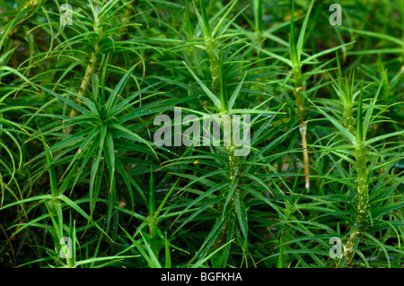 Common haircap moss / Common hair moss / or Great goldilocks (Polytrichum commune) in bog Stock Photo