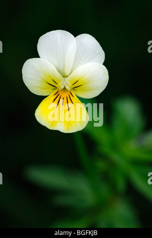 Wild pansy / heartsease / heart's ease (Viola tricolor) in flower in spring Stock Photo