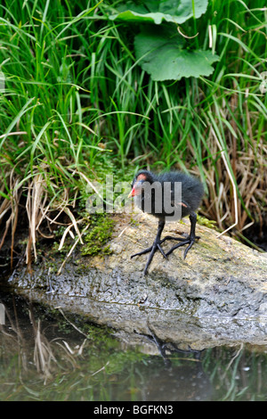 Common moorhen / common gallinule (Gallinula chloropus) chick waiting to be fed on rock at lake shore Stock Photo