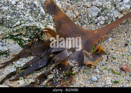 Oarweed / Tangle / Tangleweed kelp (Laminaria digitata) washed ashore on beach Stock Photo