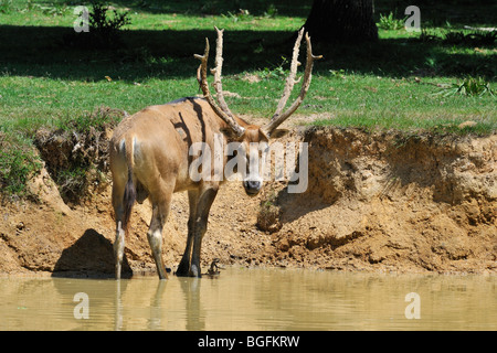 Pere David's deer / Milu (Elaphurus davidianus) standing in river, native to China