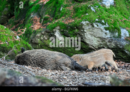 Wild boar sow suckling piglets (Sus scrofa) in forest Stock Photo