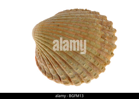 Prickly cockle (Acanthocardia echinata) shell, Brittany, France Stock Photo