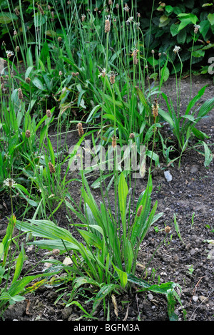 Ribwort plantain / English plantain (Plantago lanceolata) Stock Photo