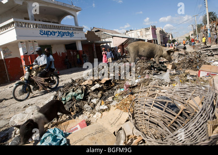 Street scene in Gonaives, Artibonite Department, Haiti showing pigs eating trash. Stock Photo