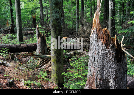 Broken tree trunks, storm damage in forest after hurricane passage, Bavarian Forest, Germany Stock Photo