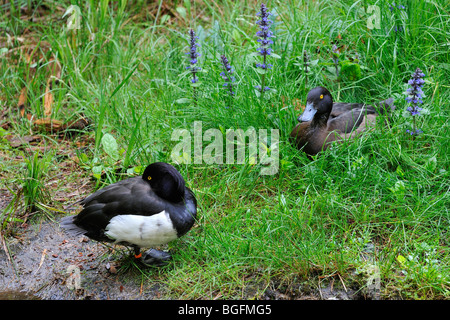 Tufted duck (Aythya fuligula) pair resting on land Stock Photo