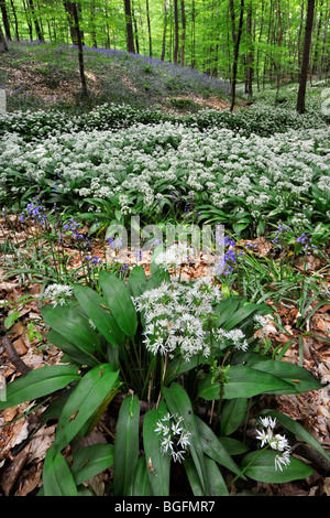 Wild garlic / Ramsons (Allium ursinum) and Bluebells (Scilla non-scripta / Endymion nonscriptus) in spring beech forest Stock Photo