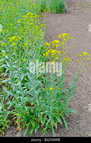 Woad / Glastum (Isatis tinctoria) in flower Stock Photo