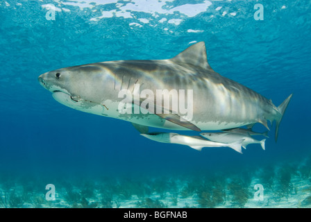 A graceful Tiger Shark (Galeocerdo cuvier) with two large remoras in the shallow waters of the Bahamas. Stock Photo