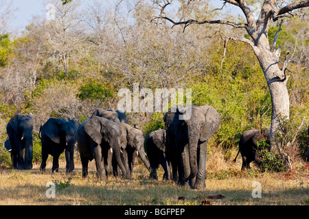 Elephant herd walking towards camera with baby protected between large adult females Stock Photo