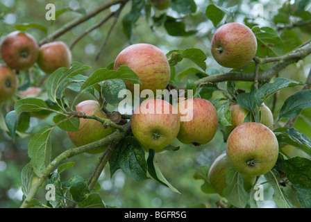Cider apples on a tree in somerset Stock Photo