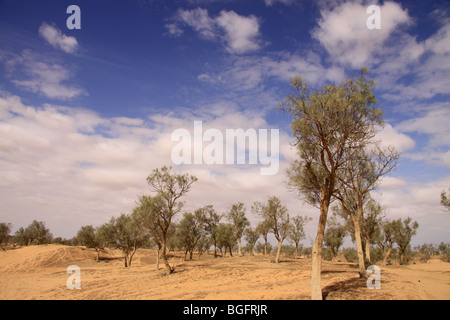 Israel, Negev desert, Tamarisk trees in Ramat Beka south of Beer Sheva Stock Photo