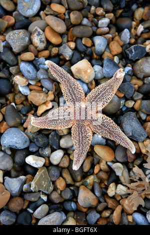 Starfish on beach Cromer Seaside town North Norfolk Coast England Stock Photo