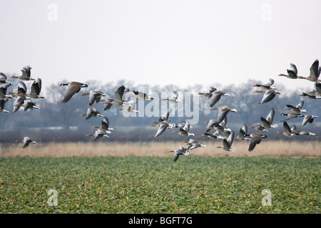 Canada and Greylag Geese Flying Over a Farmers Sugar Beet Stock Photo