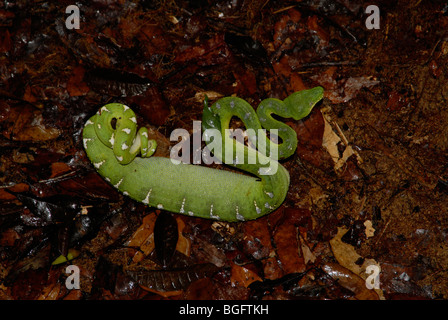 Emerald Tree Boa (Corallus caninus) on leaf-strewn ground after eating a rat Stock Photo